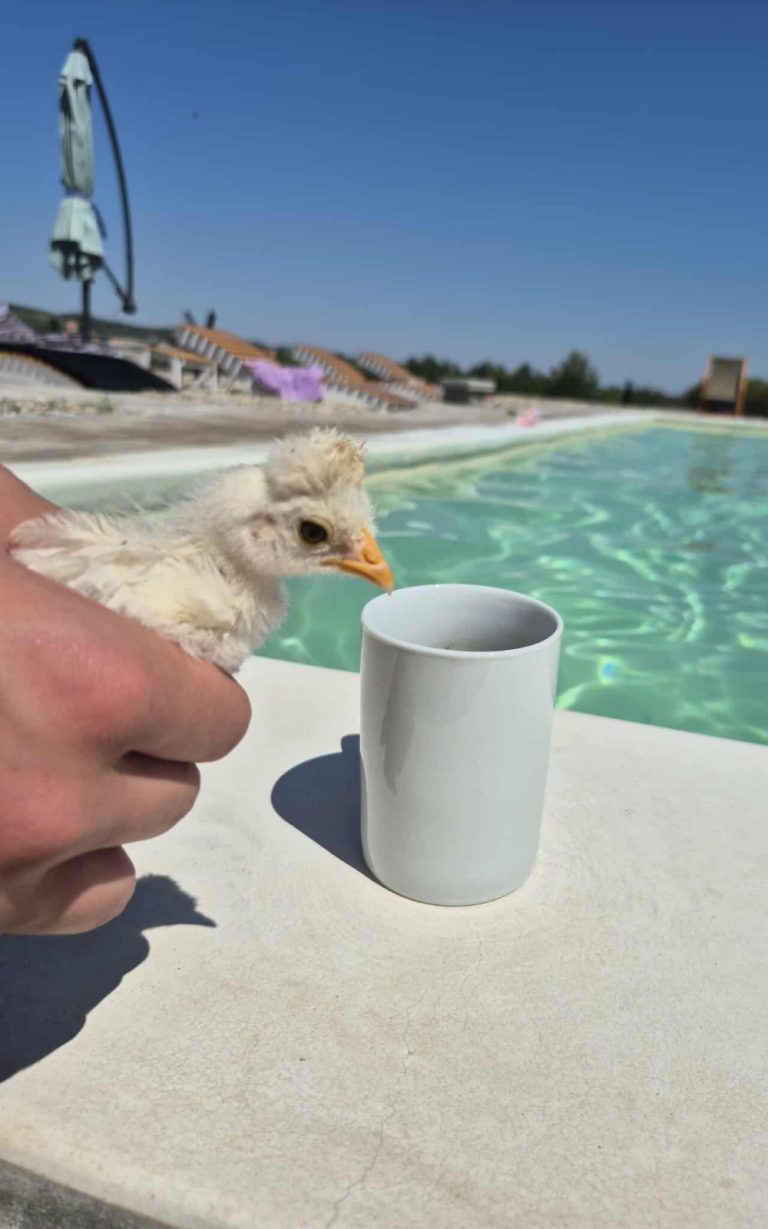 bazen iz ptičje perspektive u šumadiji