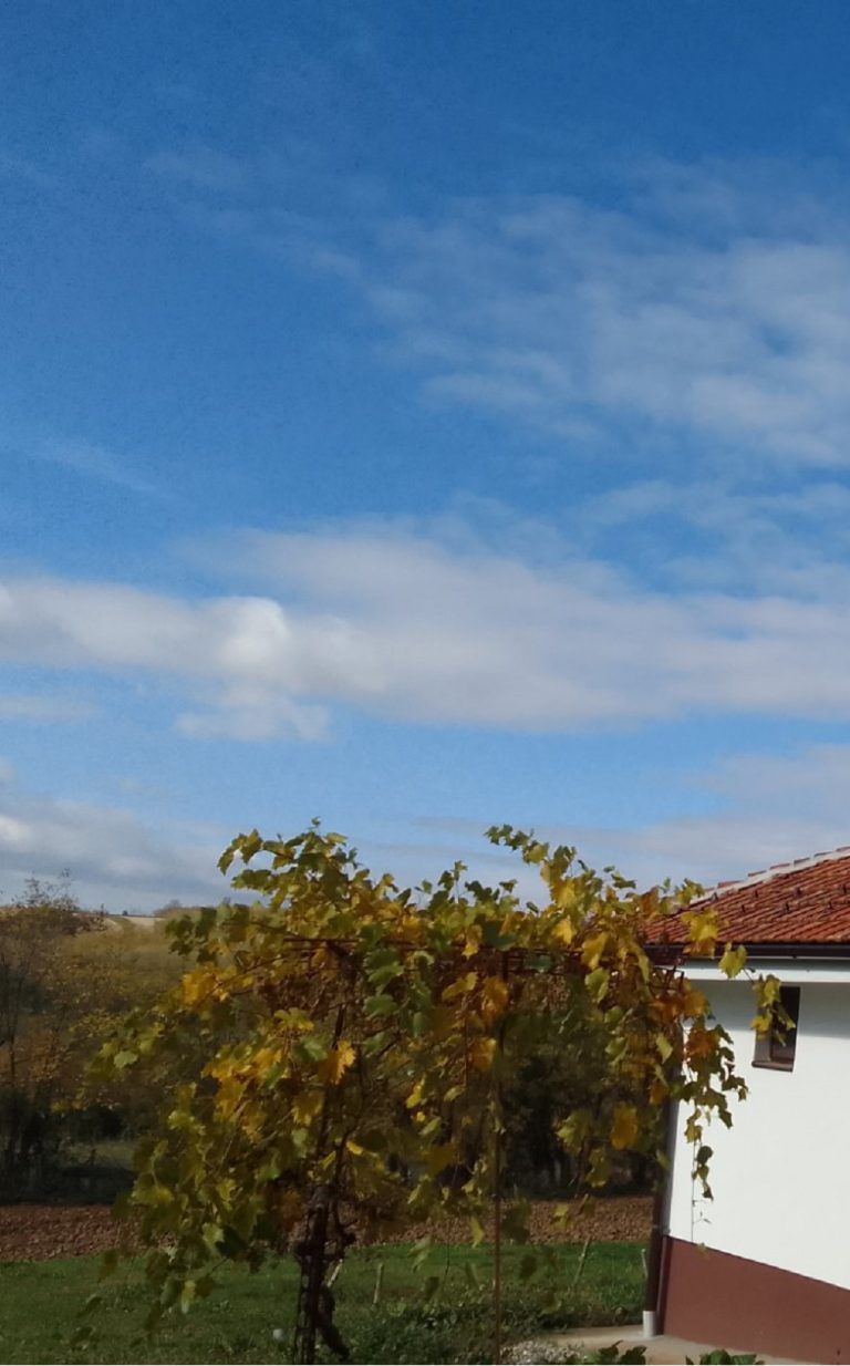 vinova loza pored kuće debeljko